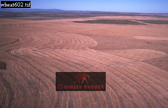 Wheatfields, aerialUSA14.jpg 
335 x 216 compressed image 
(64,544 bytes)