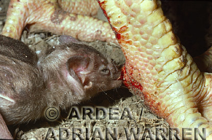 Vampire BAT (Desmodus rotundus) feeding on a chicken, Trinidad, bats01.jpg 
224 x 320 compressed image 
(62,953 bytes)