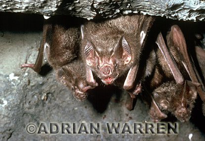 Vampire BAT (Desmodus rotundus), bats11.jpg 
320 x 218 compressed image 
(64,262 bytes)