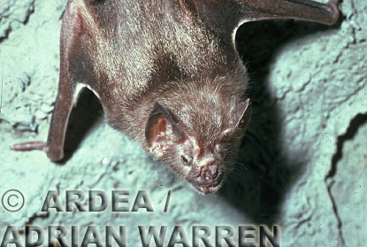 Vampire BAT (Desmodus rotundus), bats12.jpg 
320 x 256 compressed image 
(78,264 bytes)