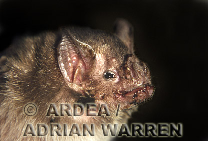 Vampire BAT (Desmodus rotundus), bats14.jpg 
315 x 199 compressed image 
(47,095 bytes)