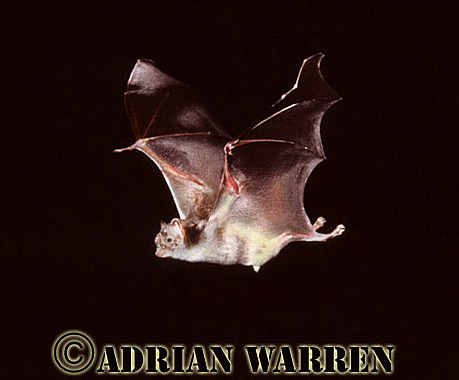 Vampire BAT (Desmodus rotundus) in flight, bats15.jpg 
315 x 216 compressed image 
(54,302 bytes)