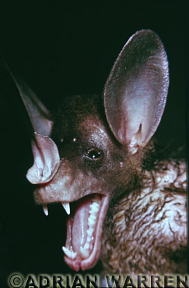 False Vampire (Vampyrum spectrum), bats18.jpg 
219 x 320 compressed image 
(51,414 bytes)
