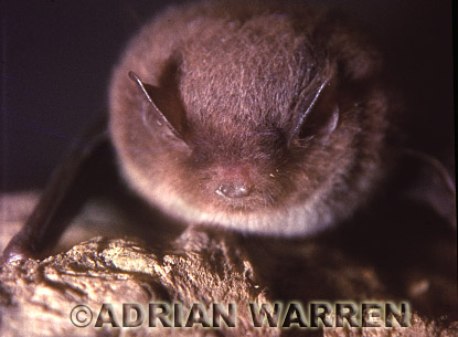 Vespertilionid bat (Myotis daubentoni) photo