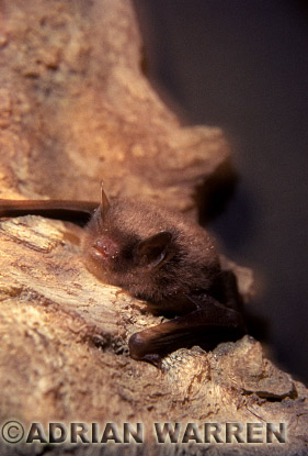 Vespertilionid bat (Myotis daubentoni) image