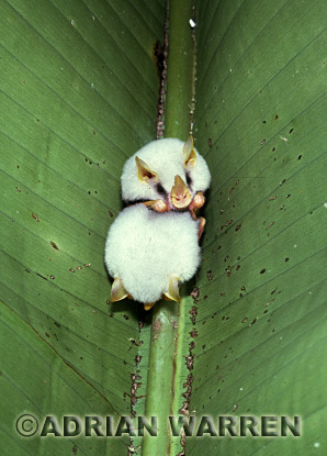Bat; Tent-building Bat (Uroderma bilobatum), Costa Rica