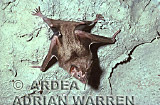 Vampire BAT (Desmodus rotundus) roosting, Preview of: 
bats07.jpg 
320 x 208 compressed image 
(79,493 bytes)