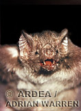 Vampire BAT (Desmodus rotundus), Preview of: 
bats09.jpg 
320 x 217 compressed image 
(89,056 bytes)