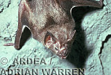Vampire BAT (Desmodus rotundus), Preview of: 
bats12.jpg 
320 x 256 compressed image 
(78,264 bytes)