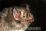 Vampire BAT (Desmodus rotundus), Preview of: 
bats14.jpg 
315 x 199 compressed image 
(47,095 bytes)