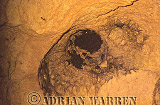 Vampire BAT (Desmodus rotundus) roosting cave, Preview of: 
bats17.jpg 
320 x 218 compressed image 
(58,215 bytes)