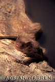 VESPERTILIONID BAT (Myotis daubentoni)