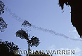 Wrinkle-lipped BATS (Tadarida plicata), Emerging at dusk from Deercave, Gunung Mulu Nat. park, Sarawak