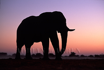 African Elephant (Loxodonta africana), Etosha National Park, Namibia, 1998