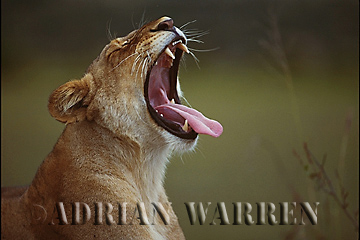 Lioness yawning (Panthera leo), Akagera National Park, Rwanda