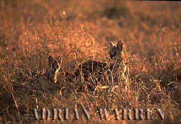 Serval (Felis serval), Ngorongoro Crater, Tanzania