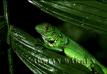 aCommon IGUANA (Iguana iguana): Juvenile, Costa Rica