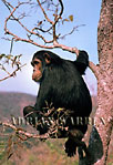 Chimpanzee (Pan troglodytes), Gombe, Tanzania
