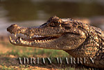 SPECTACLED CAYMAN (Caiman crocodilus), Llanos, Venezuela