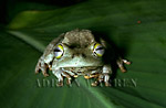 Tree Frog, Hyla crepitans, Santa Elena de Uairen, Venezuela