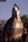  Great Blue Heron, Ardea herodias, Heliodoxa jacula, Preview of: 
birdSUSA02.jpg 
257 x 375 compressed image 
(72,464 bytes)