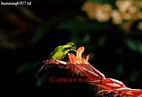 Green-crowned Brilliant Hummingbird, Heliodoxa jacula, Preview of: 
birdSUSA10.jpg 
375 x 257 compressed image 
(71,746 bytes)