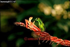 Green-crowned Brilliant Hummingbird, Heliodoxa jacula, Preview of: 
birdSUSA14.jpg 
375 x 251 compressed image 
(81,850 bytes)