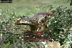 Hoatzin, Opisthocomus hoatzin, Preview of: 
birdSUSA15.jpg 
375 x 254 compressed image 
(117,080 bytes)