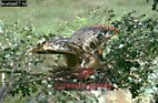 Hoatzin, Opisthocomus hoatzin, Preview of: 
birdSUSA16.jpg 
375 x 247 compressed image 
(116,415 bytes)