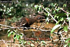 Hoatzin, Opisthocomus hoatzin, Preview of: 
birdSUSA17.jpg 
375 x 254 compressed image 
(106,612 bytes)