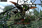Hoatzin, Opisthocomus hoatzin, Preview of: 
birdSUSA19.jpg 
375 x 252 compressed image 
(100,257 bytes)