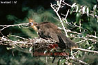 Hoatzin, Opisthocomus hoatzin, Preview of: 
birdSUSA20.jpg 
375 x 253 compressed image 
(105,934 bytes)