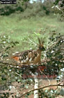 Hoatzin, Opisthocomus hoatzin, Preview of: 
birdSUSA22.jpg 
249 x 375 compressed image 
(105,703 bytes)