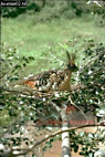 Hoatzin, Opisthocomus hoatzin, Preview of: 
birdSUSA23.jpg 
252 x 375 compressed image 
(111,330 bytes)