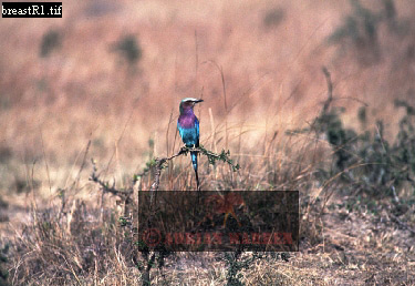 birdAfrica02.jpg 
375 x 258 compressed image 
(94,702 bytes)