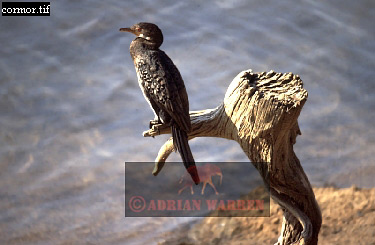birdAfrica04.jpg 
375 x 245 compressed image 
(68,761 bytes)