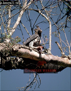 birdAfrica12.jpg 
250 x 320 compressed image 
(96,400 bytes)