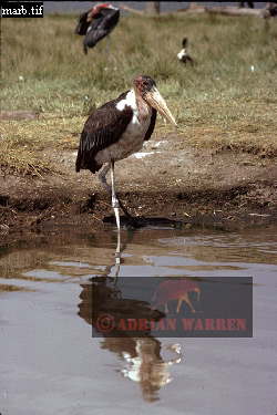 birdAfrica16.jpg 
250 x 375 compressed image 
(88,876 bytes)