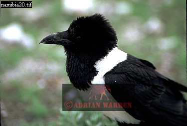 birdAfrica17.jpg 
375 x 253 compressed image 
(67,061 bytes)