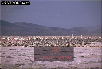 birdAfrica33.jpg 
330 x 225 compressed image 
(64,471 bytes)