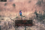 Lilac-breasted Roller, Coracias caudata, Preview of: 
birdAfrica02.jpg 
375 x 258 compressed image 
(94,702 bytes)