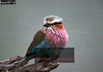 Lilac-breasted Roller, Coracias caudata, Preview of: 
birdAfrica03.jpg 
375 x 262 compressed image 
(62,925 bytes)