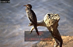  Reed Cormorant, Phalacrococorax africanus, Ndumu, Preview of: 
birdAfrica04.jpg 
375 x 245 compressed image 
(68,761 bytes)
