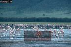 Lessser Flamingo, Phoeniconaias minor, Ngorongoro, review of: 
birdAfrica05.jpg 
375 x 253 compressed image 
(102,089 bytes)