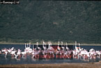 Lessser Flamingo, Phoeniconaias minor, Lake Natron, Preview of: 
birdAfrica06.jpg 
375 x 256 compressed image 
(87,422 bytes)