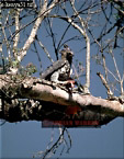 Crowned Eagle, Stephanoaetus coronatus, Preview of: 
birdAfrica12.jpg 
250 x 320 compressed image 
(96,400 bytes)