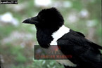 Pied Crow, Corvus albus, Preview of: 
birdAfrica17.jpg 
375 x 253 compressed image 
(67,061 bytes)