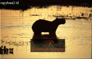 Capybara, Hydrochoerus hydrochaeris, capybara03.jpg 
320 x 206 compressed image 
(59,283 bytes)