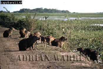 Capybara, Hydrochoerus hydrochaeris, capybara04.jpg 
350 x 235 compressed image 
(87,383 bytes)