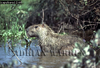 Capybara, Hydrochoerus hydrochaeris, capybara05.jpg 
350 x 238 compressed image 
(87,217 bytes)